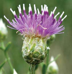 large purple flower